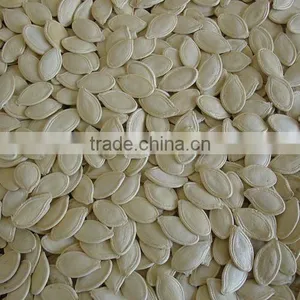 Pumpkin Seed thumbnail-1