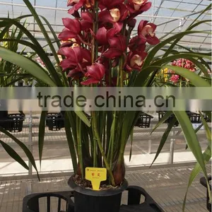 Cymbidium China thumbnail-1