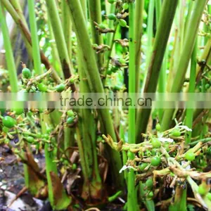 CARDAMOM ESSENTIAL OIL thumbnail-6
