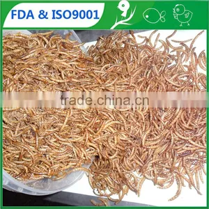 Leading Manufacturer and Exporter of Dried Mealworms Wholesale Bird Food thumbnail-1