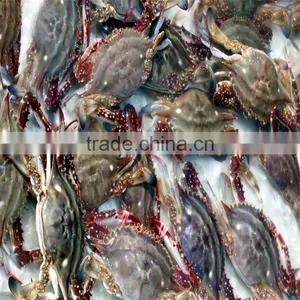 Frozen Tasty Blue Swimming Crabs for Sale From the Origin thumbnail-1
