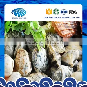 Fresh Frozen Boiled Baby Clam Shell-On thumbnail-1