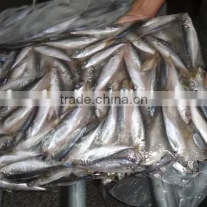 Squid Power of Horse Mackerel thumbnail-2