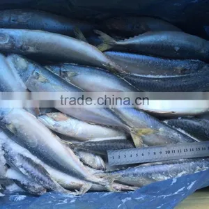 Hot Sales High Quality BQF Frozen Pacific Mackere thumbnail-1