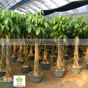 Pachira Aquatica ( Pachira Macrocarpa ) 60cm thumbnail-1