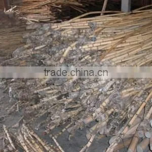 Raw Manau Rattan Cane Roots thumbnail-1
