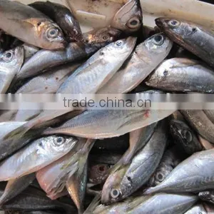 Trachurus Japonicus Frozen Whole Fish thumbnail-1