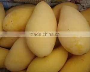 Fresh Mango thumbnail-1
