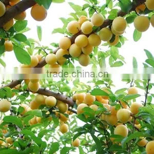 Compotec Apricots in Syrup 1500 ml Jars thumbnail-1