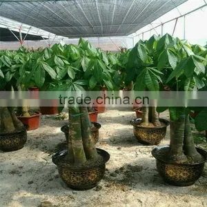 Braided Pachira Money Tree for Sale Artificial Money Tree Plant thumbnail-1