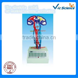 the Electric Model of Central Nervous Couduction,human Electric Model thumbnail-1
