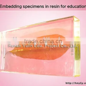3D Specimen/preserved Real Specimen/ Real Batany Specimen/wakame thumbnail-1