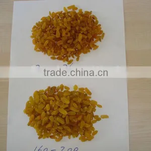 Jumbo Golden Raisin thumbnail-1