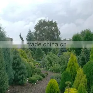 Ornamental Garden Trees, Conifers And Bushes thumbnail-3