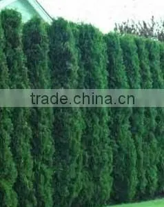 Thuja Occidentalis Plant thumbnail-1