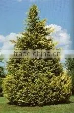 Chamaecyparis l. Stewatii Plant thumbnail-1