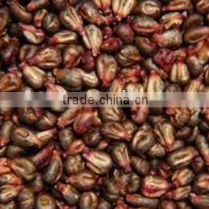 Common Cultivation Natural Dried Grape Seed thumbnail-1