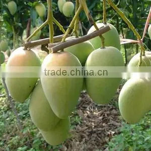 Mango Tree Seedling Mangifera Indica Tree Seedlings thumbnail-1
