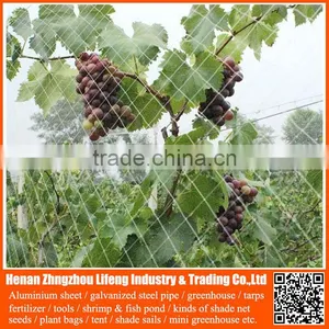 Best Selling 100% Virgin Hdpe / pe Net , Plastic Knitted Vineyard Anti Bird Netting thumbnail-6