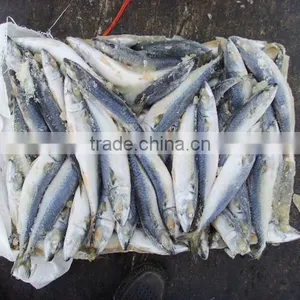 Seafrozen W/R Pacific Mackerel thumbnail-1