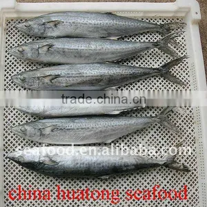 Frozen Spanish Mackerel Whole Round thumbnail-1