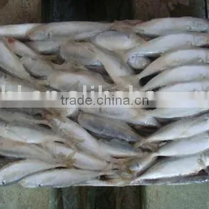 Frozen Horse Mackerel thumbnail-3