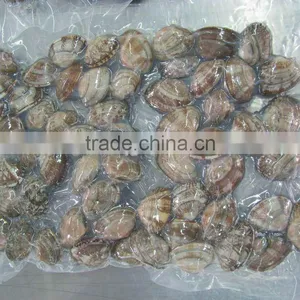 Frozen Short Neck Clam thumbnail-1