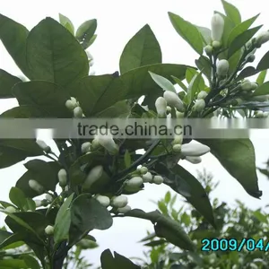 Neroli Oil thumbnail-1