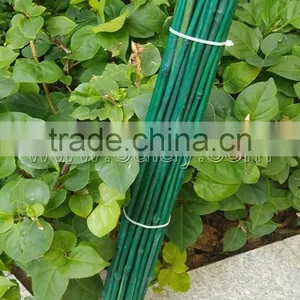 Dyed Green Bamboo Sticks for Garden&agriculture thumbnail-2