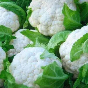 Tight Snow White Cauliflower Seeds Broccoli Seeds for Sale thumbnail-1