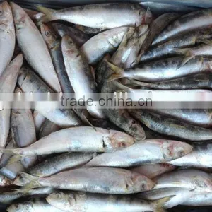 Wholesale Products WR Frozen Sardine 20-25pcs/kg With High Quality thumbnail-1