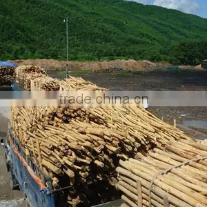 EUCALYPTUS WOOD LOGS thumbnail-1
