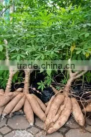 TAPIOCA STARCH VIETNAM/CASSAVA STARCH (Viber/Whatsaap:+84965152844/website: HANFIMEX08) thumbnail-4