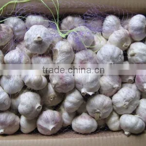 2016 Crop Fresh Garlic thumbnail-6