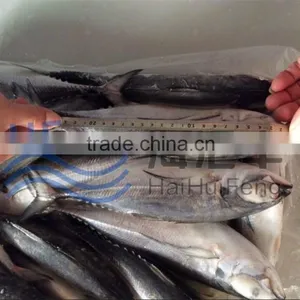 China A Grade Hard Tail Fish Horse Mackerel in Good Price thumbnail-1