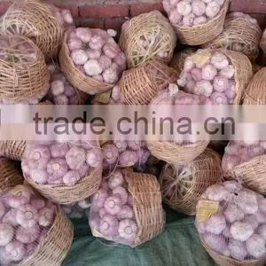 Garlic ( White - Red ) High Quality thumbnail-4