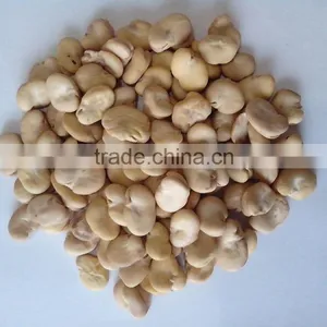Good Quality Dry Broad Bean/fava Grain Crop/pulses thumbnail-6