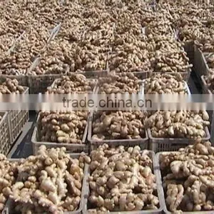 Air Dry Ginger thumbnail-1