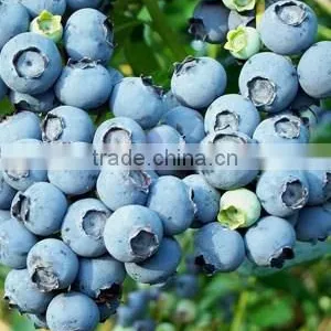 High Quality European Bilberry Extract thumbnail-3