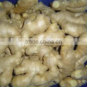 Fresh Mature Fat Ginger thumbnail-2