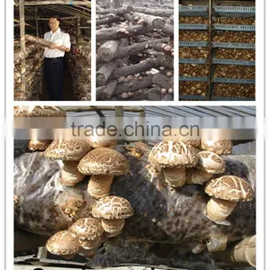 2015 Export Shiitake Mushroom ,Best Nutrition Flower Mushroom thumbnail-2