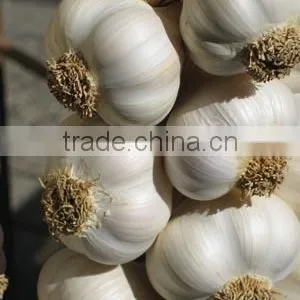 VIETNAM FRESH WHITE GARLIC OF NEW DROP 2016 thumbnail-3