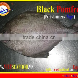 WHOLE ROUND FROZEN BLACK POMFRET thumbnail-6