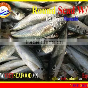WHOLE ROUND FROZEN ROUND SCAD thumbnail-1