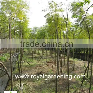 Jacaranda Mimosifolia Landscaping Tree for Tropical Climate thumbnail-1