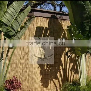 Reed Fence thumbnail-6
