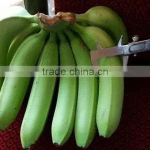 FRESH GREEN CAVENDISH BANANA thumbnail-4