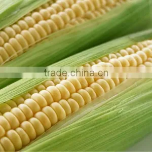 Organic Fiber/ Corn Fiber/ Hollow PLA Fiber thumbnail-2