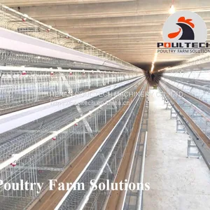 160 Birds of A Type Layer Chicken Cage Equipment With Automatic Equipment thumbnail-3