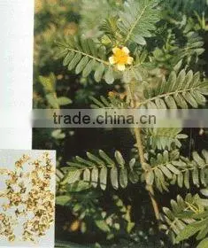 Tribulus Terrestris Extract Powder thumbnail-1